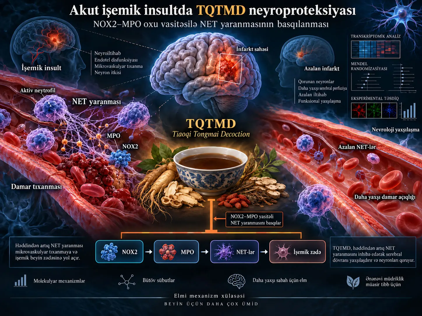 Akut işemik insultda Tiaoqi Tongmai Decoction: NOX2–MPO oxu üzərindən neytrofil hüceyrəxarici tələlərinin basqılanmasına əsaslanan preklinik neyroproteksiya
