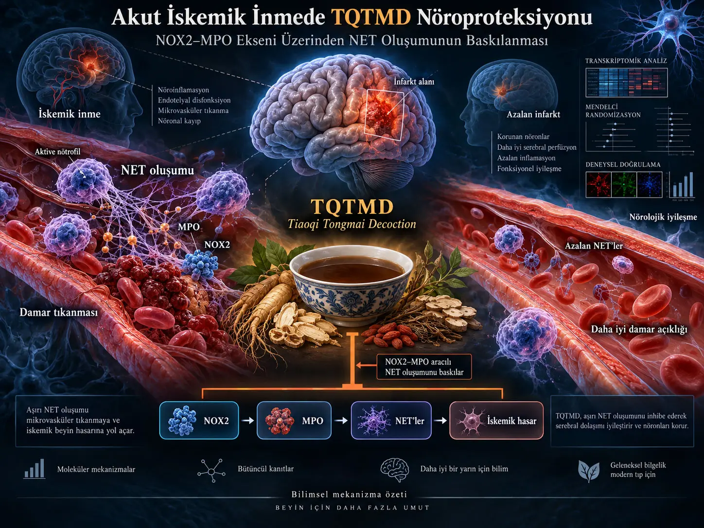 Akut İskemik İnmede Tiaoqi Tongmai Decoction: NOX2–MPO Ekseni Üzerinden Nötrofil Hücre Dışı Tuzaklarının Baskılanmasına Dayalı Preklinik Nöroproteksiyon