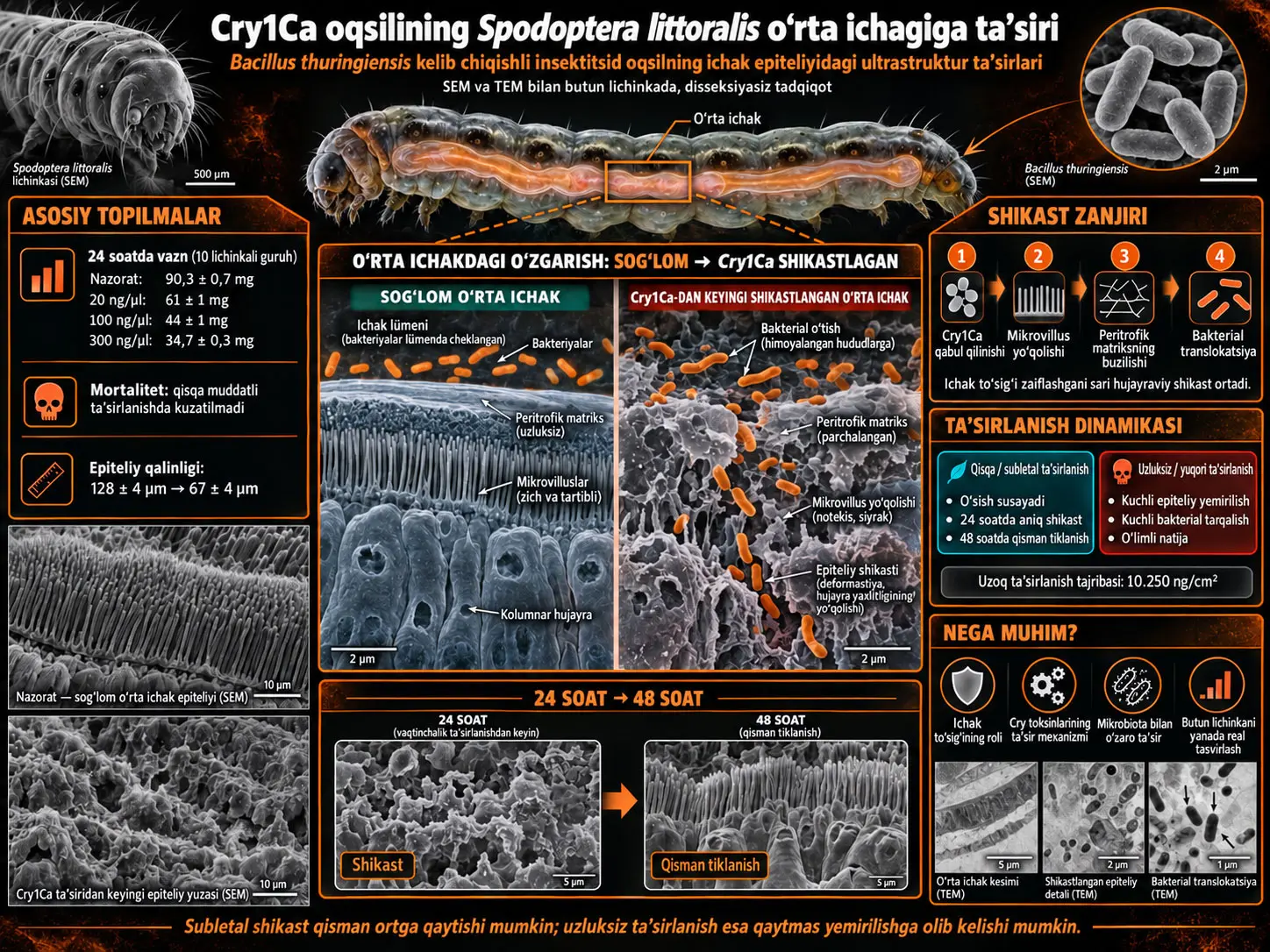 Bacillus thuringiensis Cry1Ca oqsilining Spodoptera littoralis lichinkalari o‘rta ichagida hosil qilgan zarari ultrastruktur tahlili
