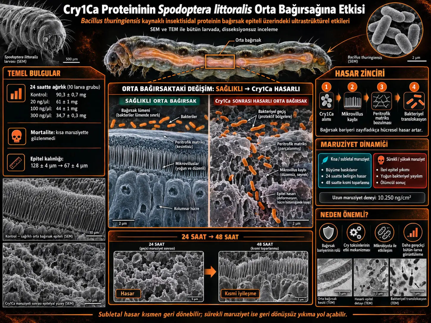 Bacillus thuringiensis Cry1Ca Proteininin Spodoptera littoralis Larvalarının Orta Bağırsağında Oluşturduğu Hasarın Ultrastrüktürel Analizi