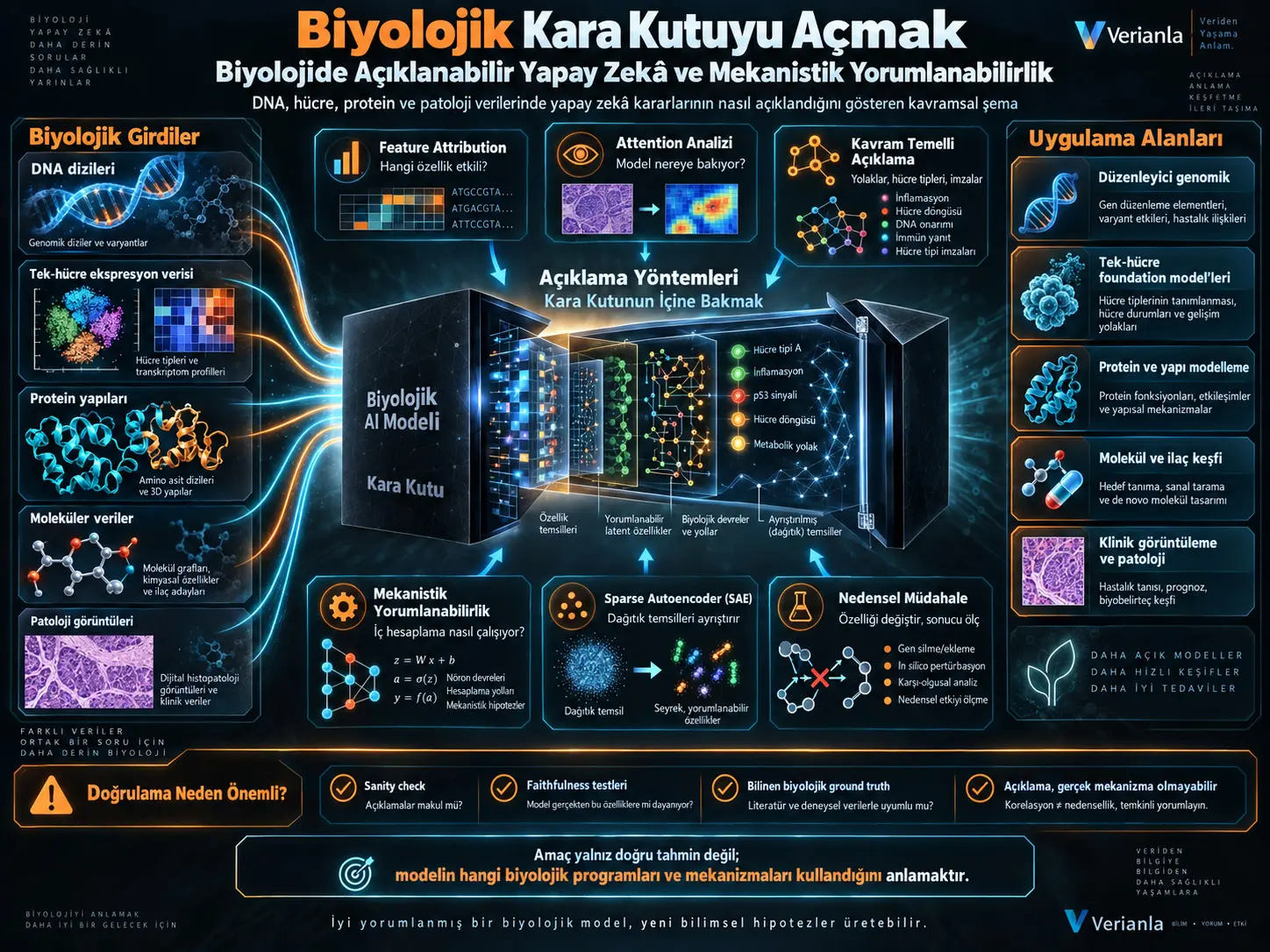 Biyolojik Kara Kutuyu Açmak: Biyolojide Açıklanabilir Yapay Zekâ ve Mekanistik Yorumlanabilirlik Yöntemleri