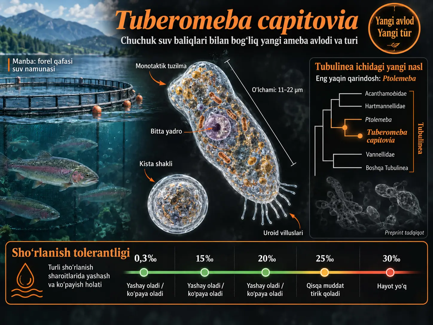 Chuchuk Suv Baliqlari Bilan Bogʻliq Yangi Amoebozoa Nasli: Tuberomeba capitovia va Tuberomeba Avlodining Tavsifi