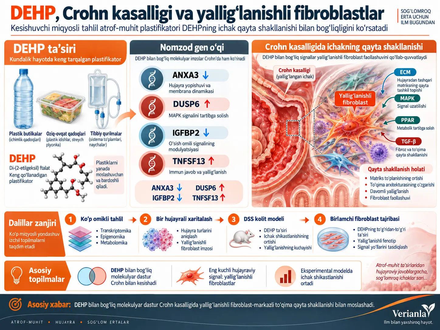 DEHP Bilan Bog‘liq Molekulyar Dasturlarni Kesishuvchi Miqyoslarda Xaritalash Crohn Kasalligida Yallig‘lanishli Fibroblast Qayta Shakllanish Holatini Ko‘rsatadi