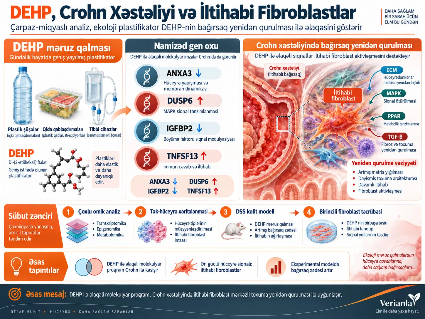 DEHP ilə Əlaqəli Molekulyar Proqramların Çarpaz-Miqyaslı Xəritələnməsi Crohn Xəstəliyində İltihabi Fibroblast Yenidən Qurulma Vəziyyətini Aşkarlayır