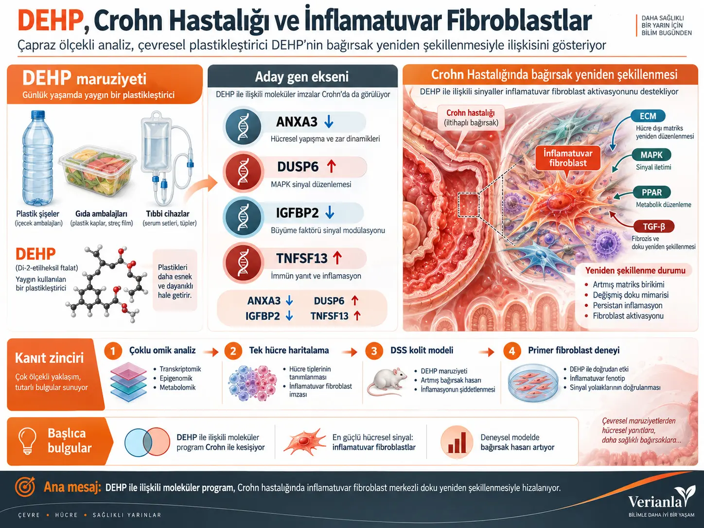 DEHP ile İlişkili Moleküler Programların Çapraz Ölçekli Haritalanması Crohn Hastalığında İnflamatuvar Fibroblast Yeniden Şekillenme Durumunu Ortaya Koyuyor