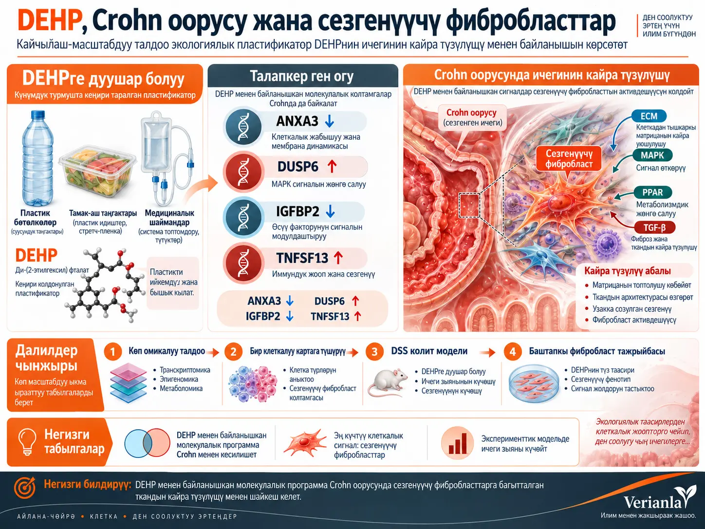 DEHP Менен Байланышкан Молекулалык Программаларды Масштабдар Аралык Картага Түшүрүү Crohn Оорусунда Сезгенүүчү Fibroblast Кайра Түзүлүү Абалын Ачып Көрсөтөт