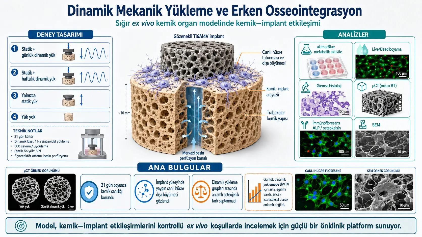 Dinamik Mexanik Yuklama Erta Suyak–Implant Birlashishini Tezlashtiradimi?