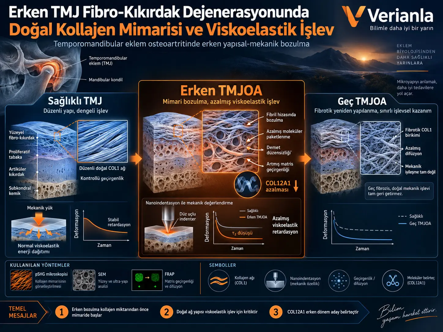 Doğal Kollajen Mimarisi, Erken Temporomandibular Eklem Fibro-Kıkırdak Dejenerasyonunda Viskoelastik İşlevi Şekillendiriyor