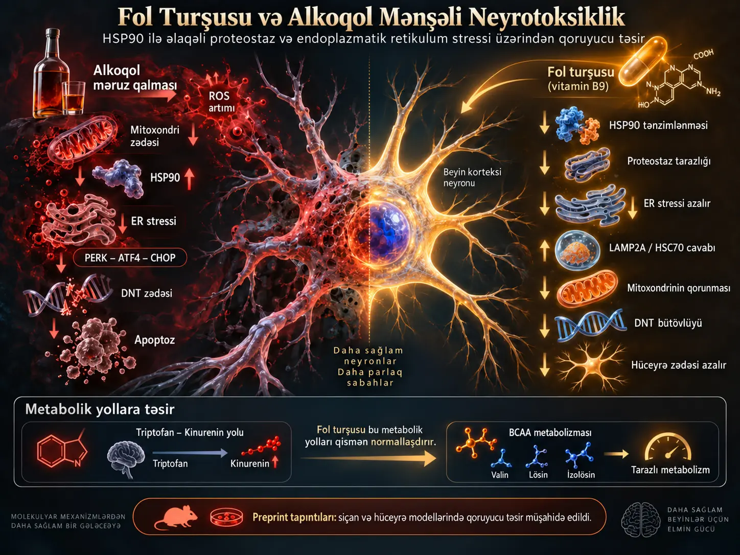 Fol Turşusu Alkoqol Mənşəli Neyrotoksikliyi HSP90 ilə Əlaqəli Proteostaz və Endoplazmatik Retikulum Stressini Tənzimləməklə Azalda Bilərmi?