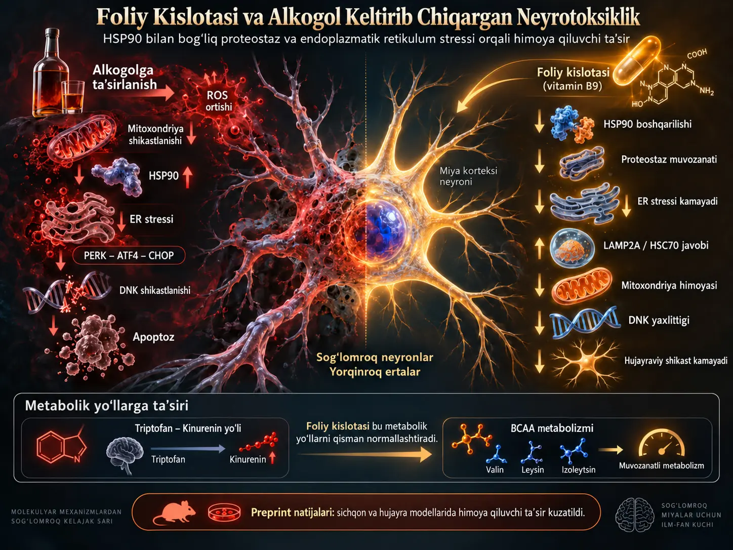 Foliy Kislotasi HSP90 Bilan Bog‘liq Proteostaz va Endoplazmatik Retikulum Stressini Boshqarish Orqali Alkogol Keltirib Chiqargan Neyrotoksiklikni Kamaytira Oladimi?