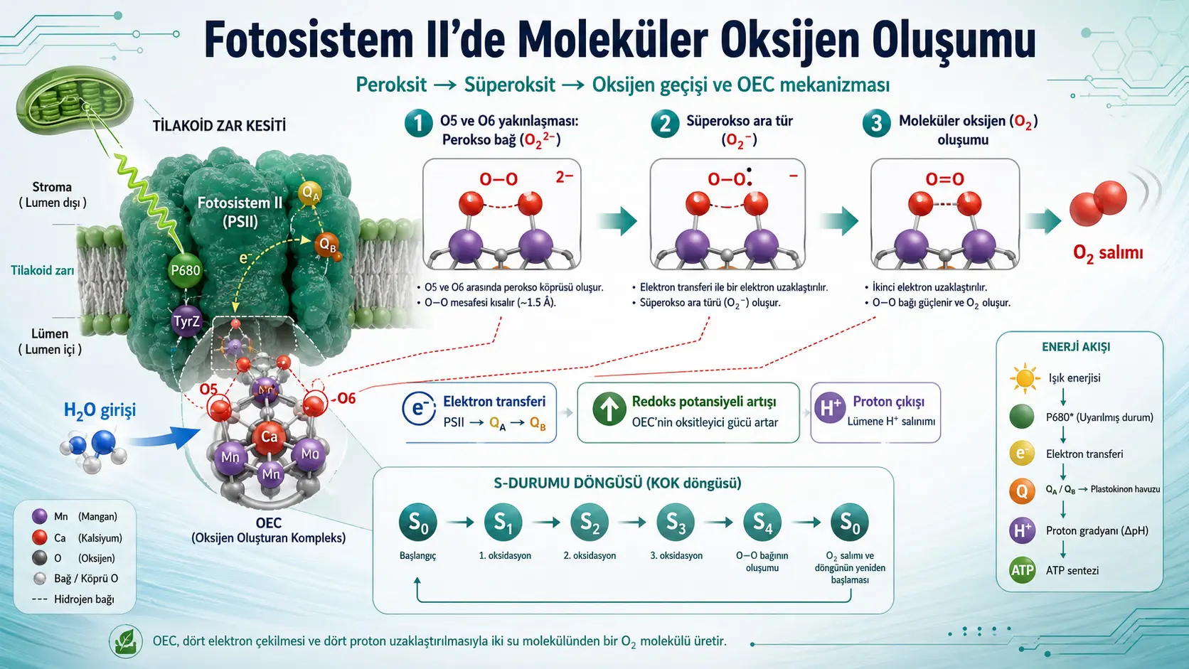 Fotosistema II da molekulyar kislorod qanday hosil bo‘ladi? Peroksid–superoksid o‘tishi orqali taklif etilgan OEC mexanizmi