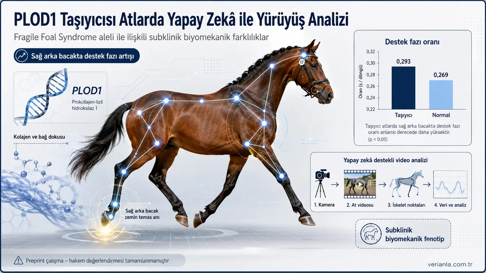 Fragile Foal sindromi tashuvchisi bo‘lgan sport otlarida yashirin qadam tashlash farqi