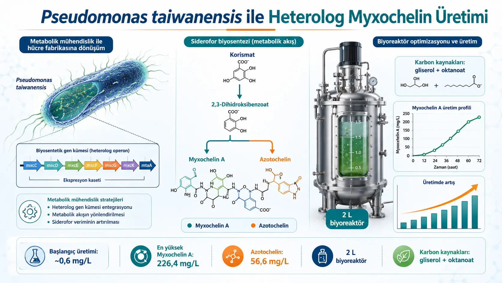 Genetik modifikatsiyalangan Pseudomonas hujayra fabrikasida Myxochelin A ishlab chiqarish 300 barobardan ziyod oshirildi