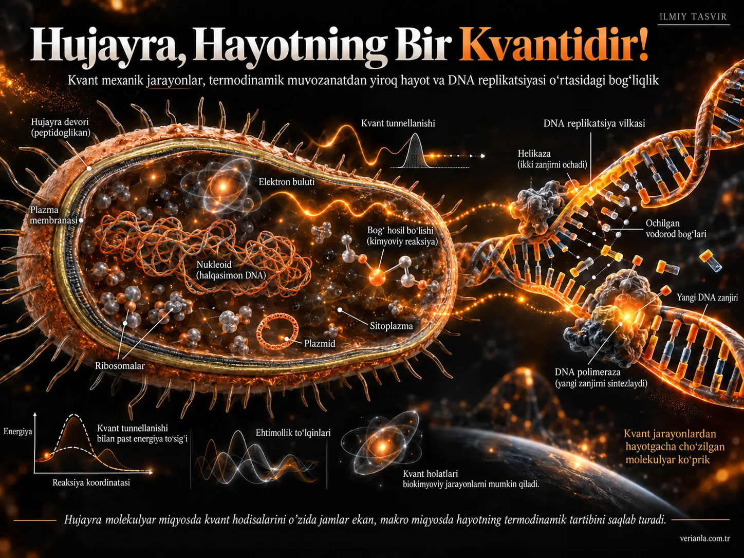 Hujayra — Hayotning Bir Kvanti!