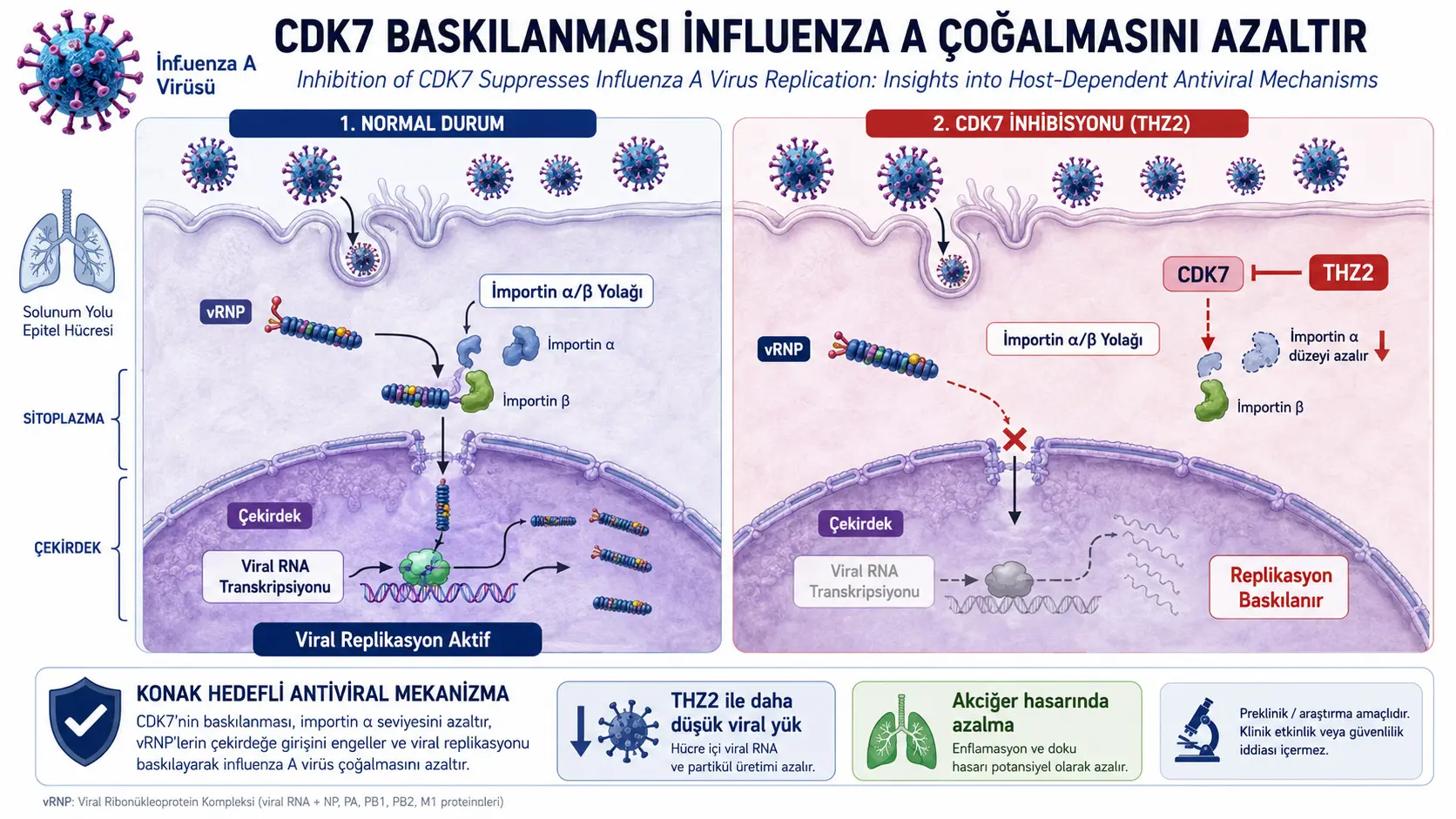 Influenza A virusining hujayra yadrosiga yetib borishida CDK7-Importin-α o'qi: THZ2 bilan xo'jayin hujayrani nishonga oluvchi klinikagacha bo'lgan antiviral yondashuv