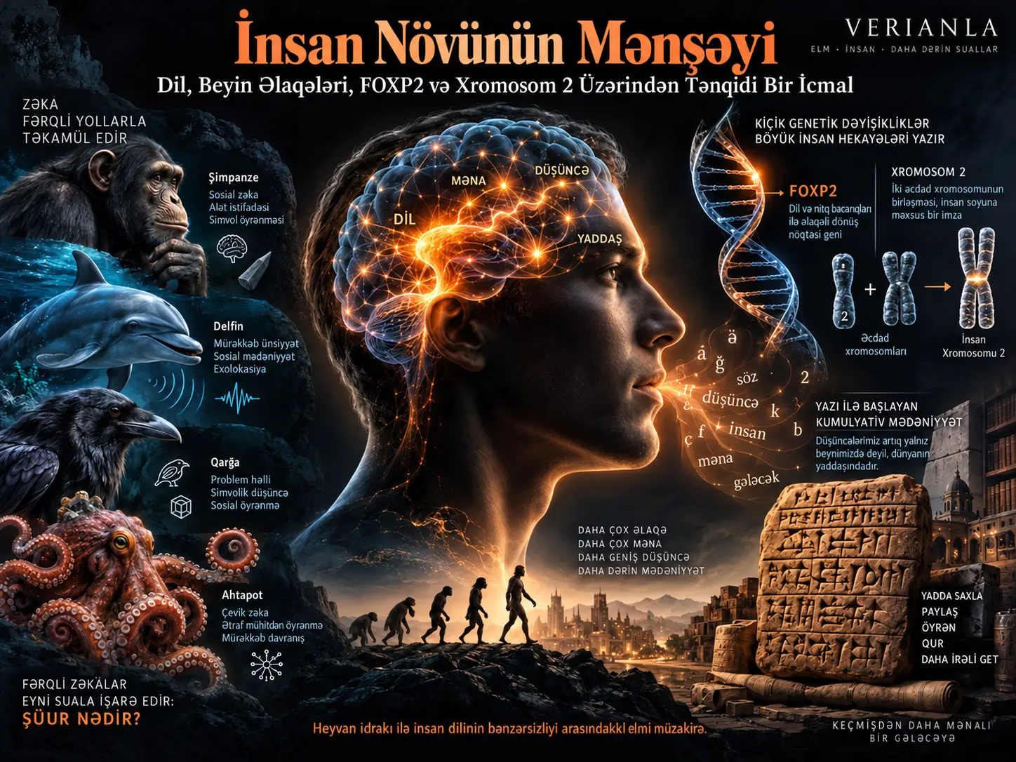 İnsan Dilinin Təkamül Bənzərsizliyi: Heyvan İdrakı, Beyin Əlaqələri, FOXP2 və Xromosom 2 Üzərindən Tənqidi İcmal