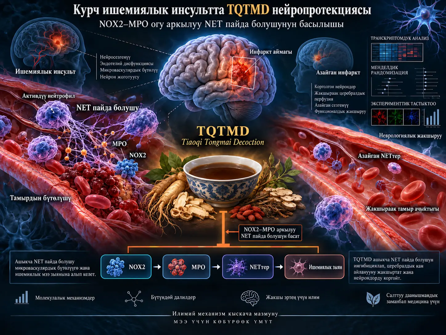 Курч ишемиялык инсультта Tiaoqi Tongmai Decoction: NOX2–MPO огу аркылуу нейтрофилдик клеткадан тышкаркы тузактардын басылышына негизделген преклиникалык нейропротекция