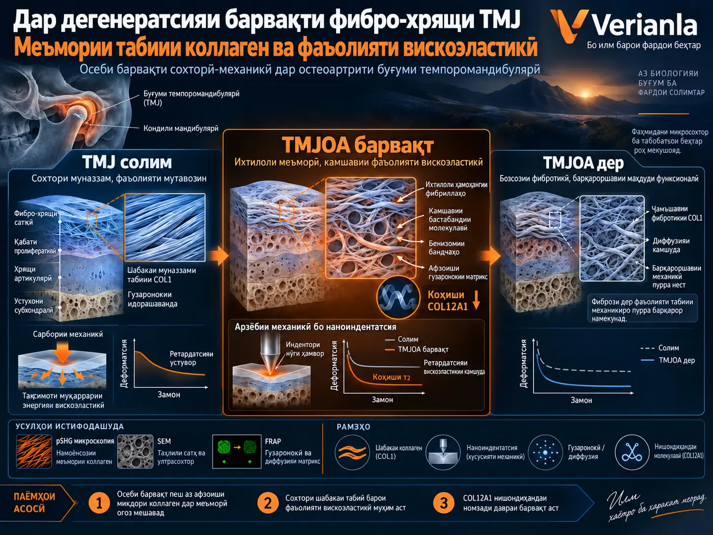 Меъмории табиии коллаген фаъолияти вискоэластикиро дар дегенератсияи барвақти фибро-хрящи буғуми темпоромандибулярӣ шакл медиҳад