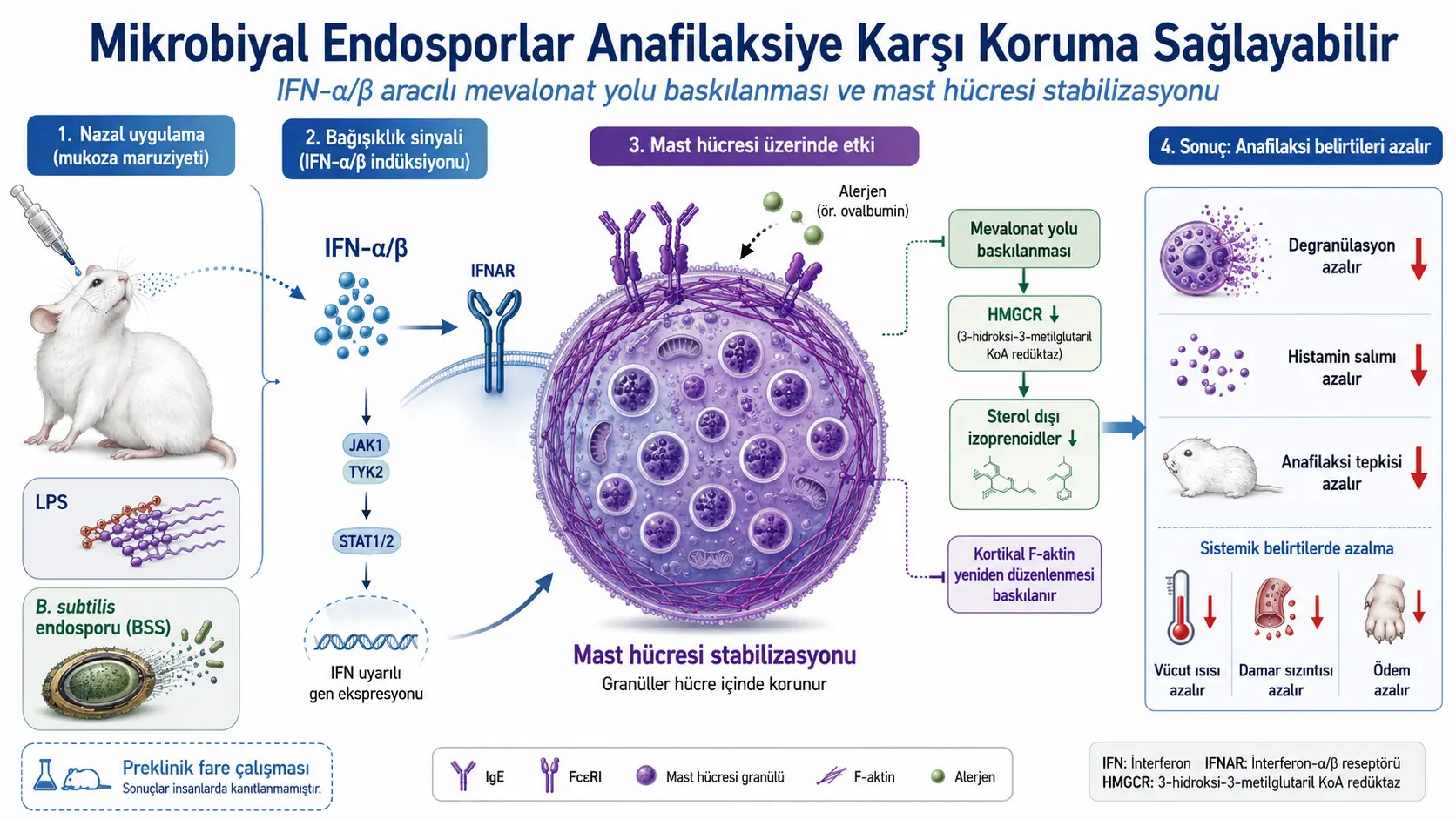 Mikrobial endosporalar sichqonlarda mast hujayra signalini bostirib anafilaksi javobini kamaytirdi