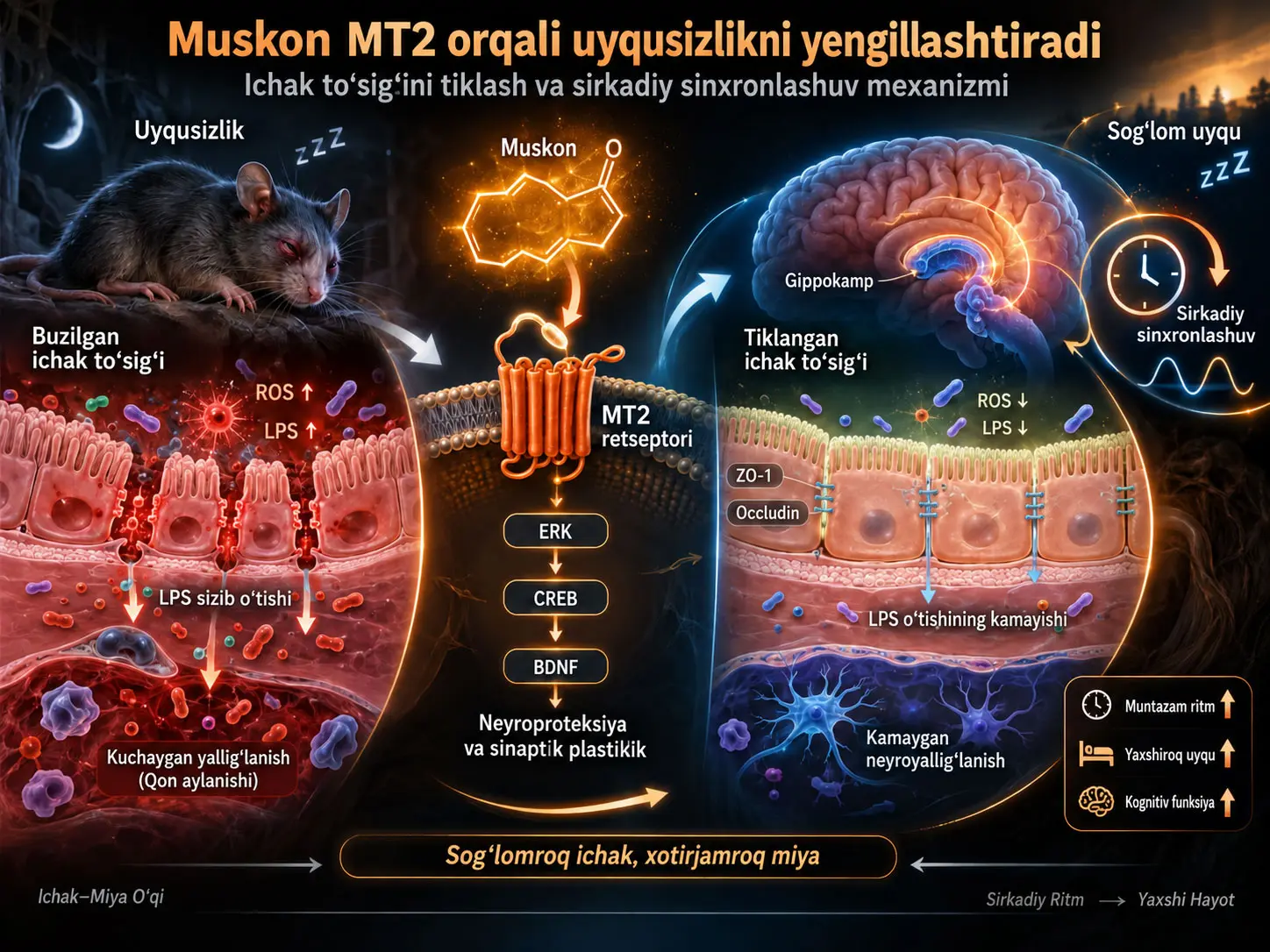 Muskon MT2 Retseptorini Nishonga Olib Ichak Toʻsigʻini Tiklaydimi va Sirkadiy Sinxronlashuv Orqali Uyqusizlikni Yengillashtiradimi?