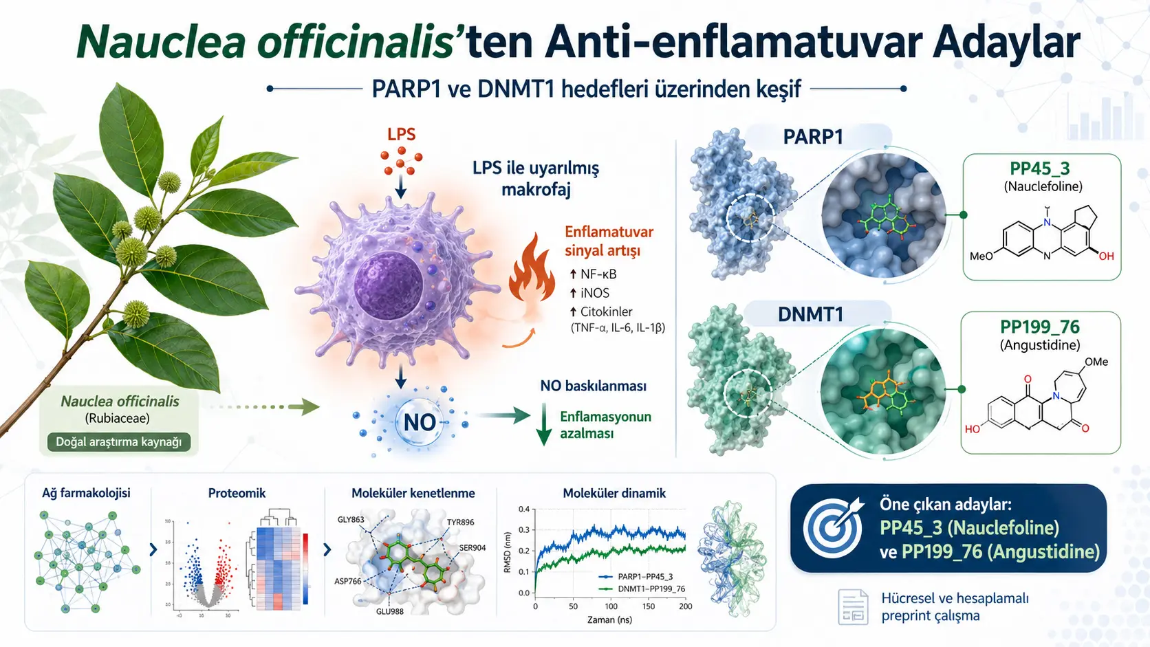 Nauclea officinalis Rastemidan Antiinflammatuar Nomzodlarni Kashfiyot Qilish