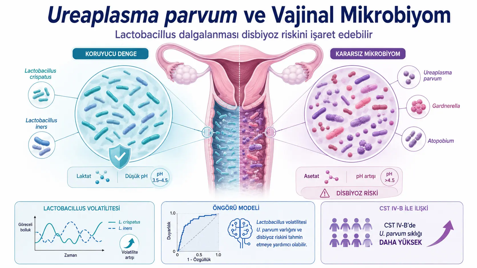 Ureaplazma parvum va Vaginal Mikrobiom: Lactobacillus Tez-tez O‘zgarishi Disbioz va Kelajakdagi Infeksiya Xavfini Qanday Ko‘rsatishi Mumkin?