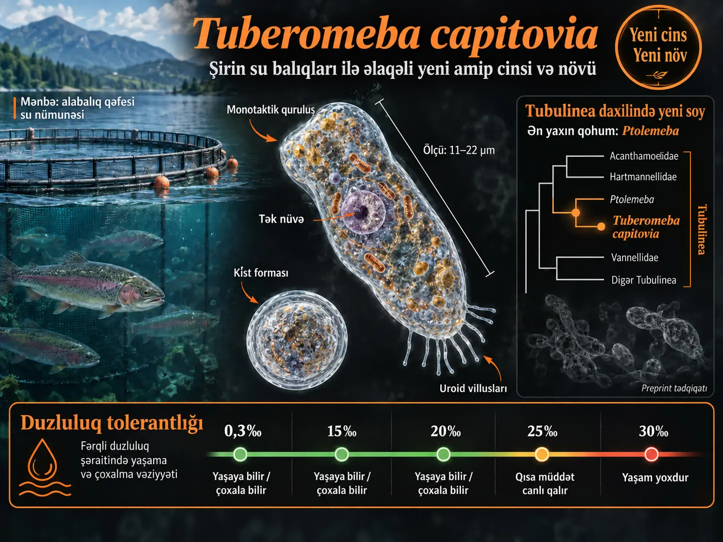 Şirin Su Balıqları ilə Əlaqəli Yeni Amoebozoa Xətti: Tuberomeba capitovia və Tuberomeba Cinsinin Təsviri