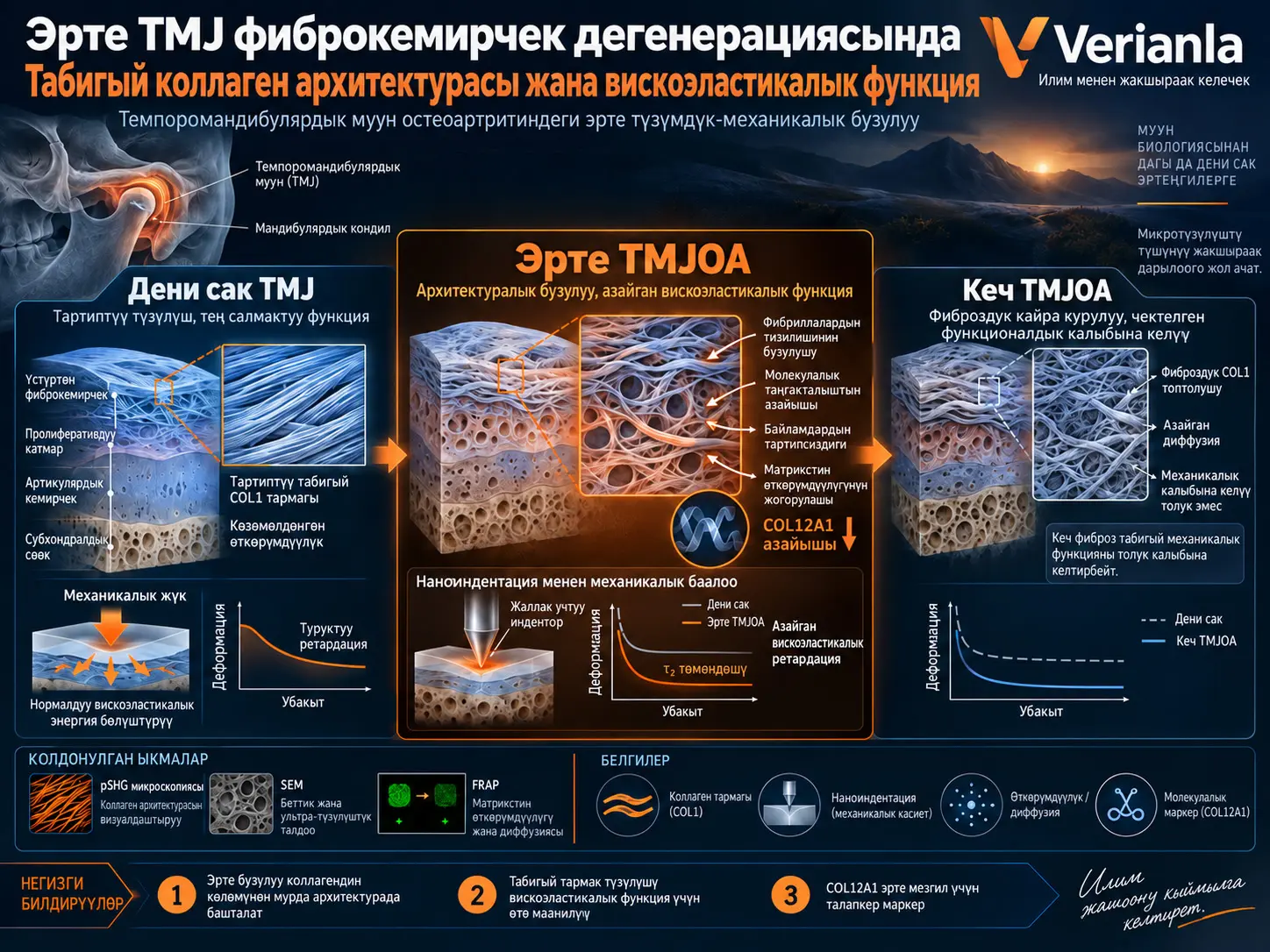 Табигый коллаген архитектурасы эрте темпоромандибулярдык муун фиброкемирчегинин дегенерациясында вискоэластикалык функцияны калыптандырат