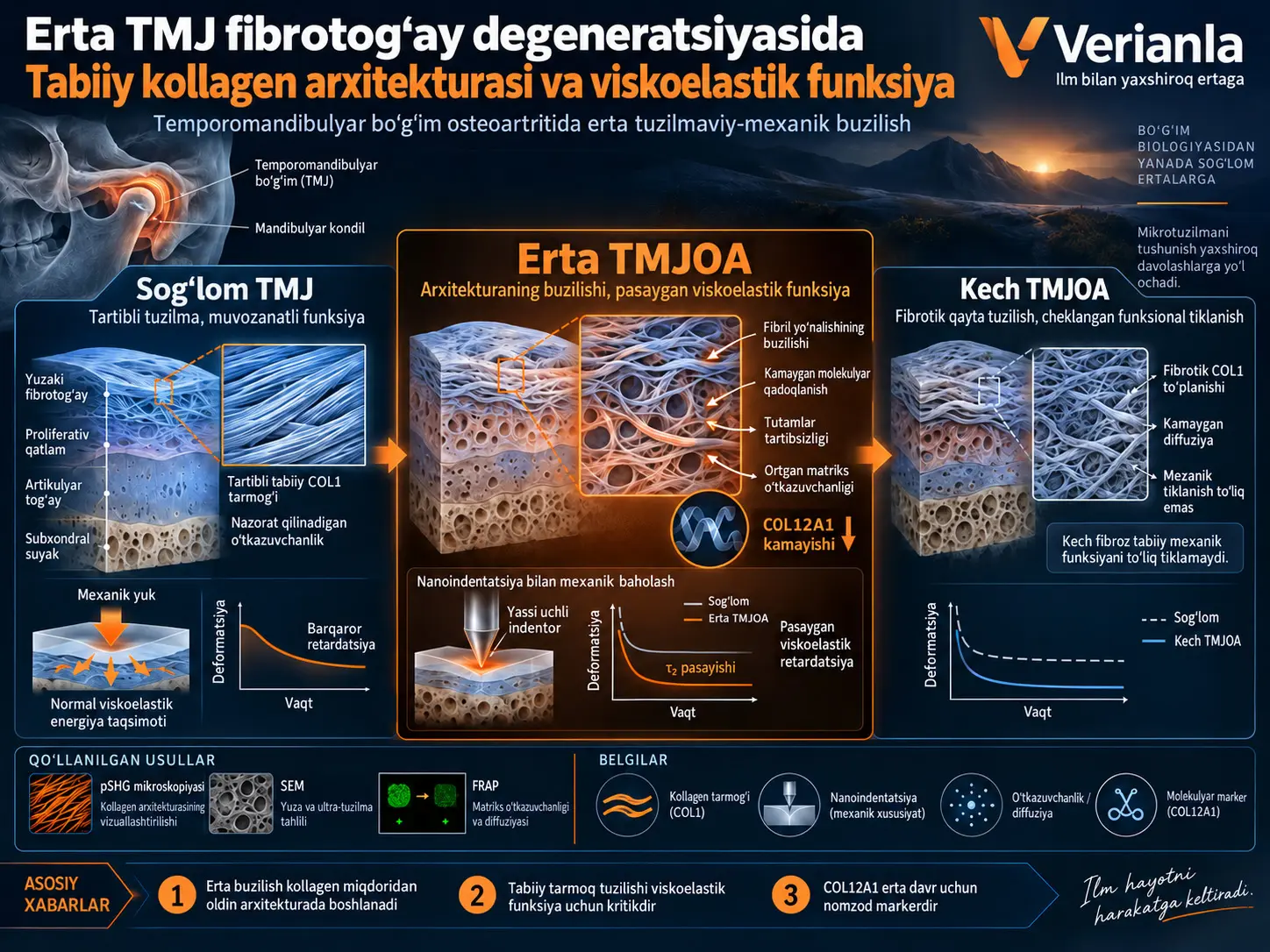 Tabiiy kollagen arxitekturasi erta temporomandibulyar boʻgʻim fibrotogʻayi degeneratsiyasida viskoelastik funksiyani shakllantiradi