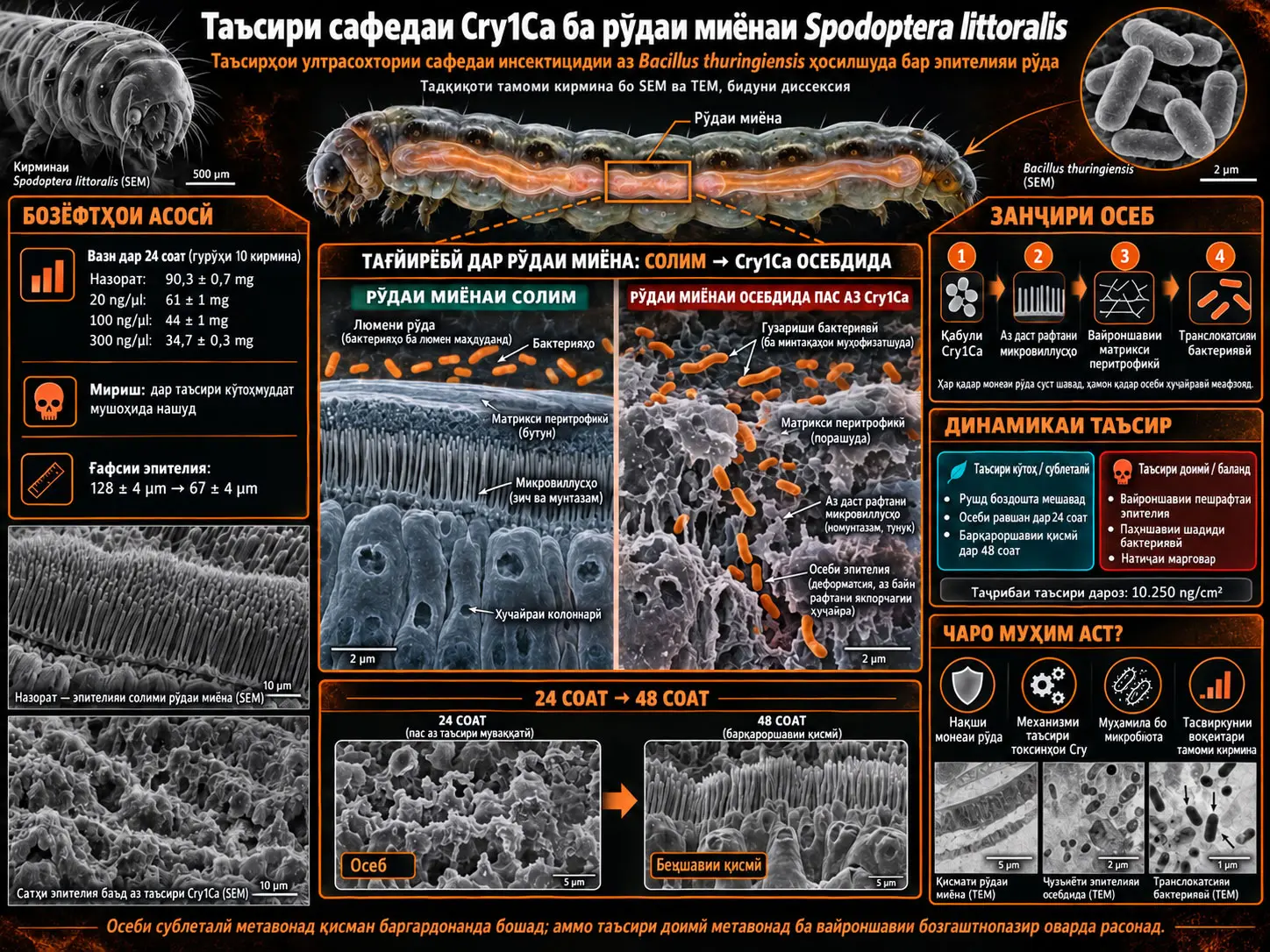 Таҳлили Ултрасохтории Осебе, ки Протеини Cry1Ca-и Bacillus thuringiensis дар Рӯдаи Миёнаи Ларваҳои Spodoptera littoralis Ба вуҷуд Меорад