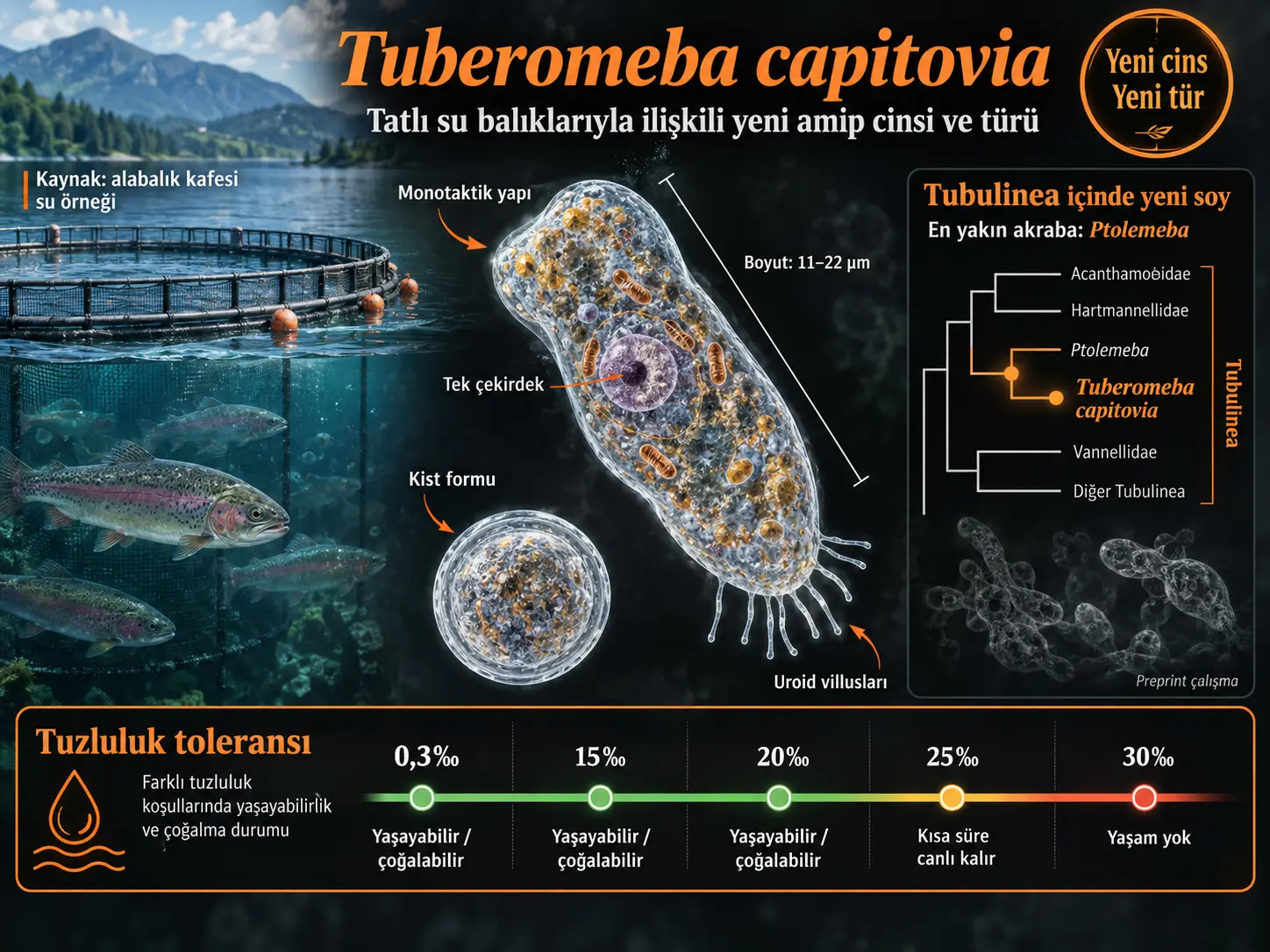 Tatlı Su Balıklarıyla İlişkili Yeni Bir Amoebozoa Soyu: Tuberomeba capitovia ve Tuberomeba Cinsinin Tanımlanması