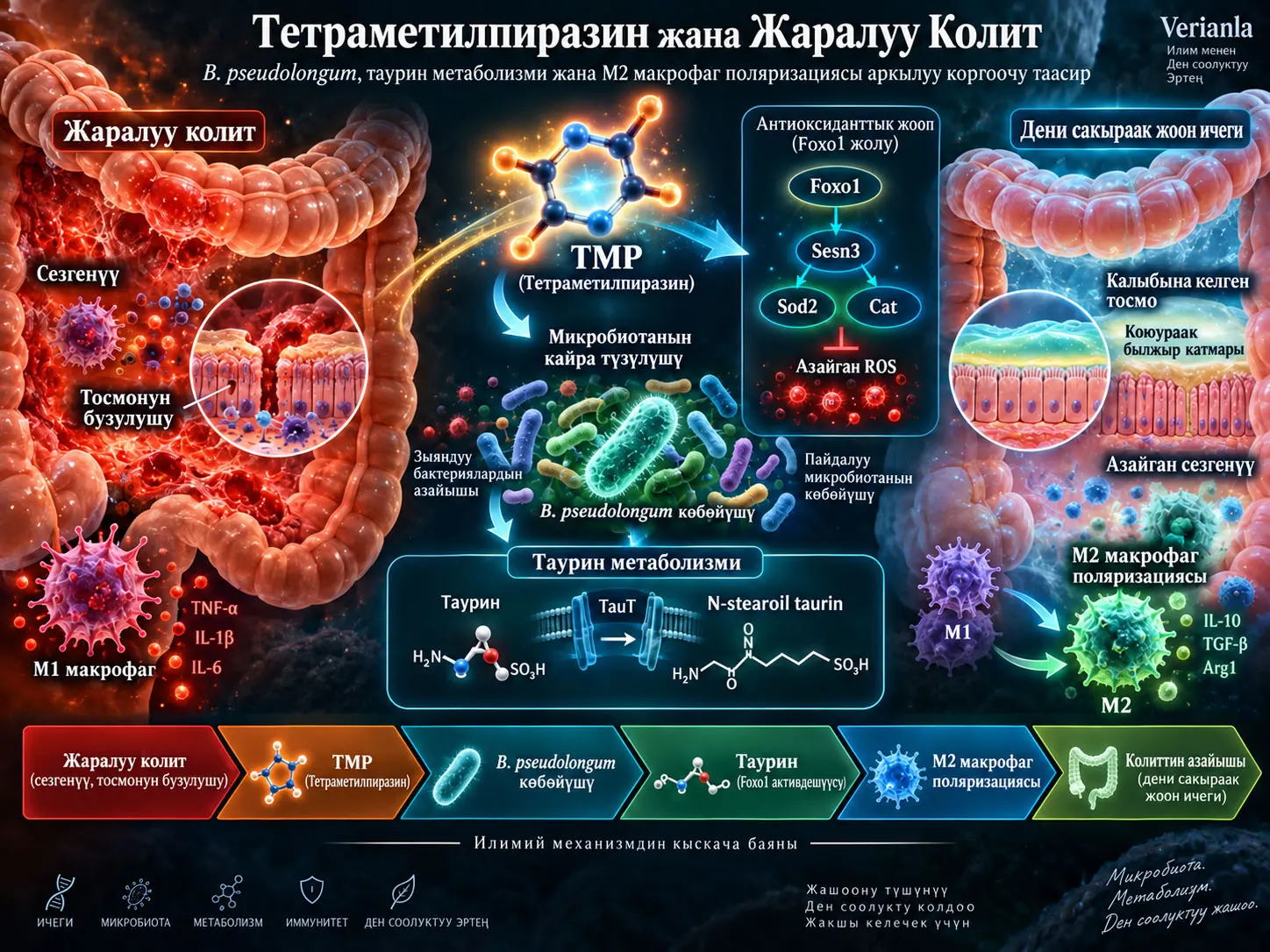 Тетраметилпиразин Жаралуу Колитти Кантип Жеңилдете Алат? Bifidobacterium pseudolongum, Таурин Метаболизми жана M2 Макрофаг Поляризациясын Бириктирген Преклиникалык Механизм