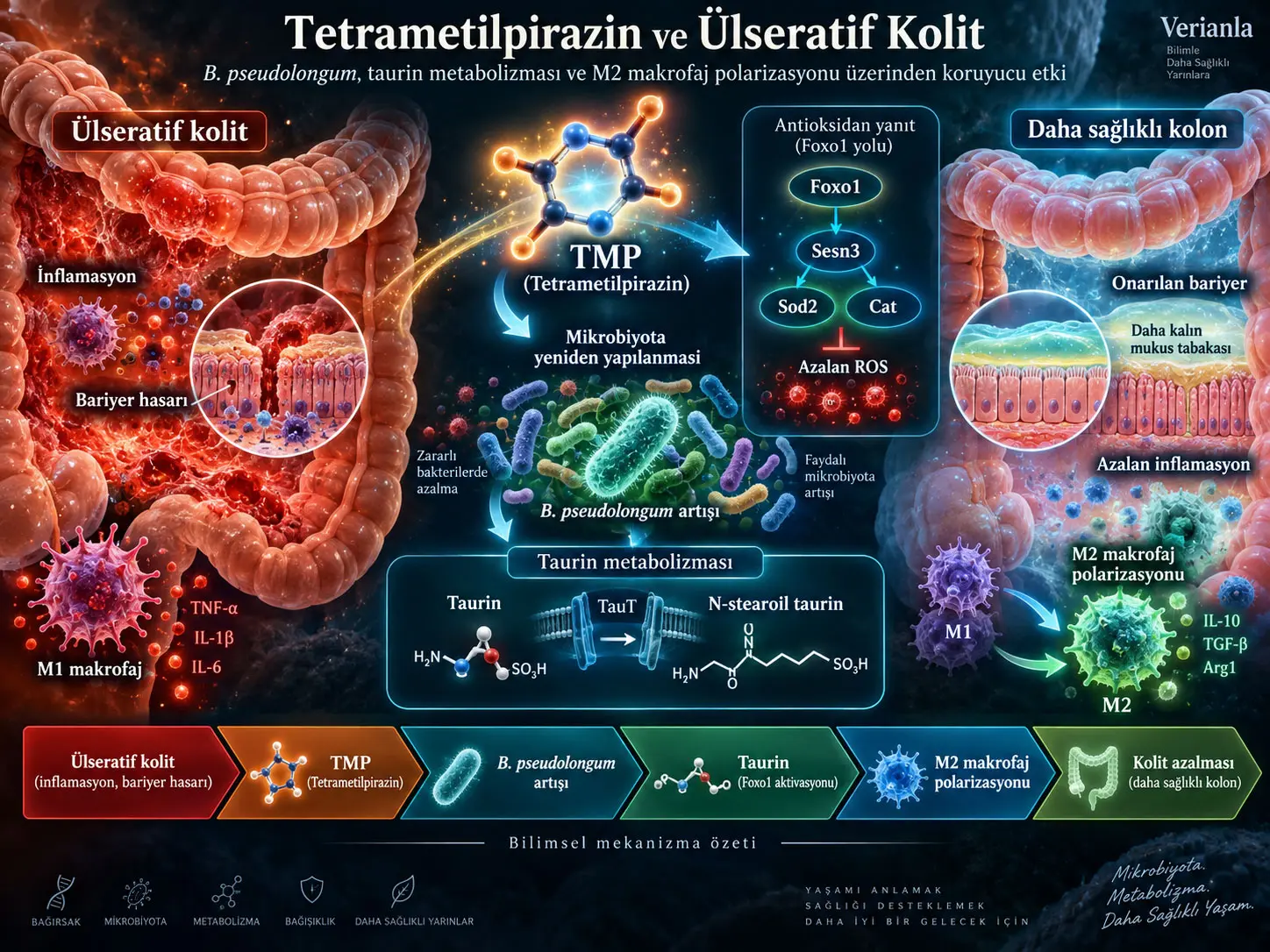 Tetrametilpirazin Ülseratif Koliti Nasıl Hafifletebilir? Bifidobacterium pseudolongum, Taurin Metabolizması ve M2 Makrofaj Polarizasyonunu Birleştiren Preklinik Mekanizma