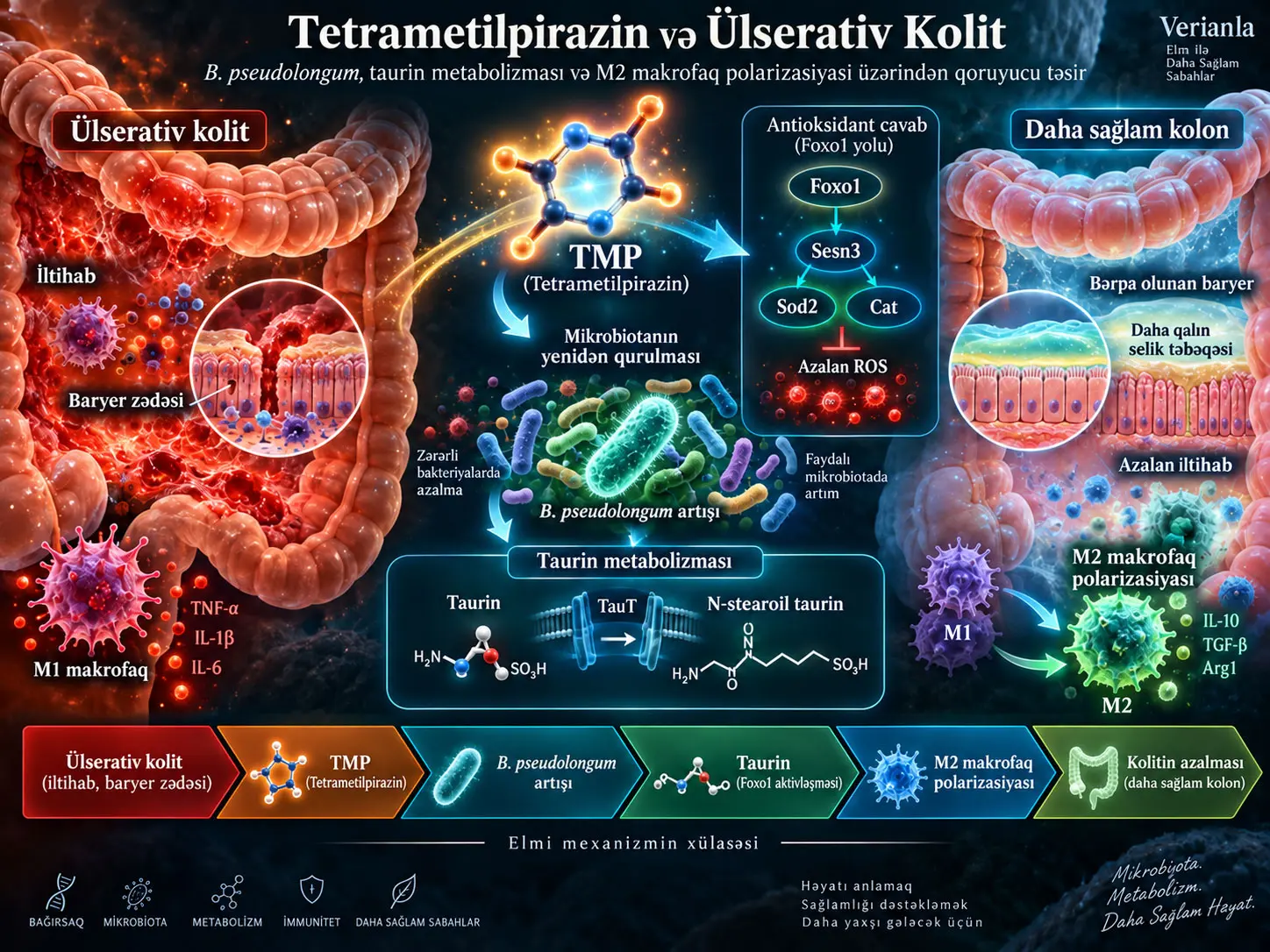 Tetrametilpirazin Ülserativ Koliti Necə Yüngülləşdirə Bilər? Bifidobacterium pseudolongum, Taurin Metabolizması və M2 Makrofaq Polarizasiyasını Birləşdirən Preklinik Mexanizm