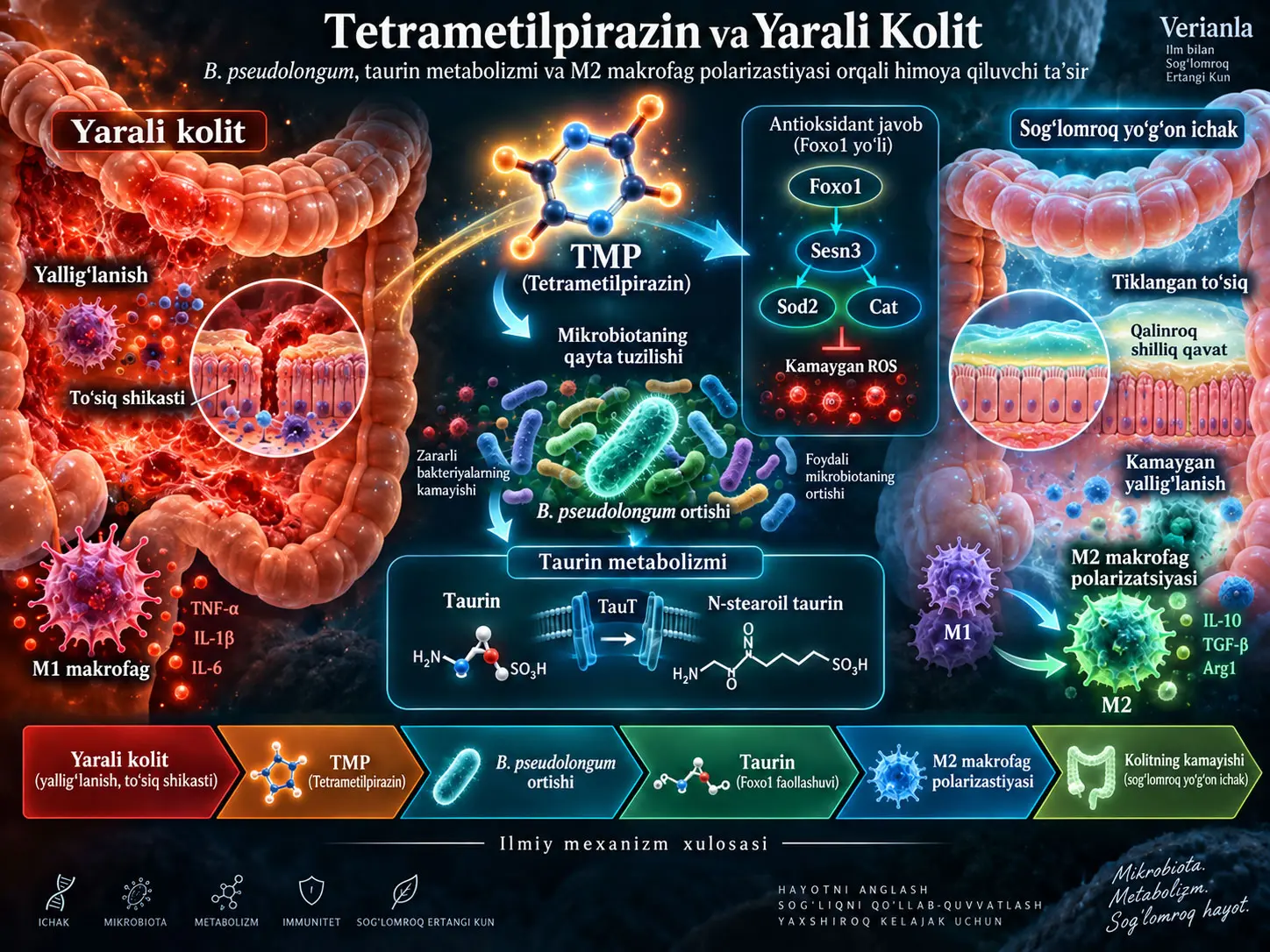 Tetrametilpirazin Yarali Kolitni Qanday Yengillashtirishi Mumkin? Bifidobacterium pseudolongum, Taurin Metabolizmi va M2 Makrofag Polarizatsiyasini Birlashtirgan Preklinik Mexanizm