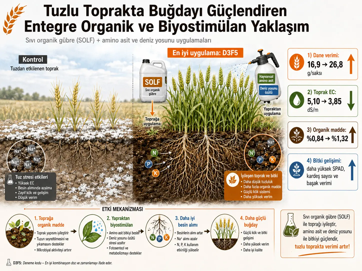 Sho‘rdan ta’sirlangan tuproq sharoitida bug‘doy hosildorligini oshirish uchun integratsiyalashgan organik va biostimulyator strategiyalari