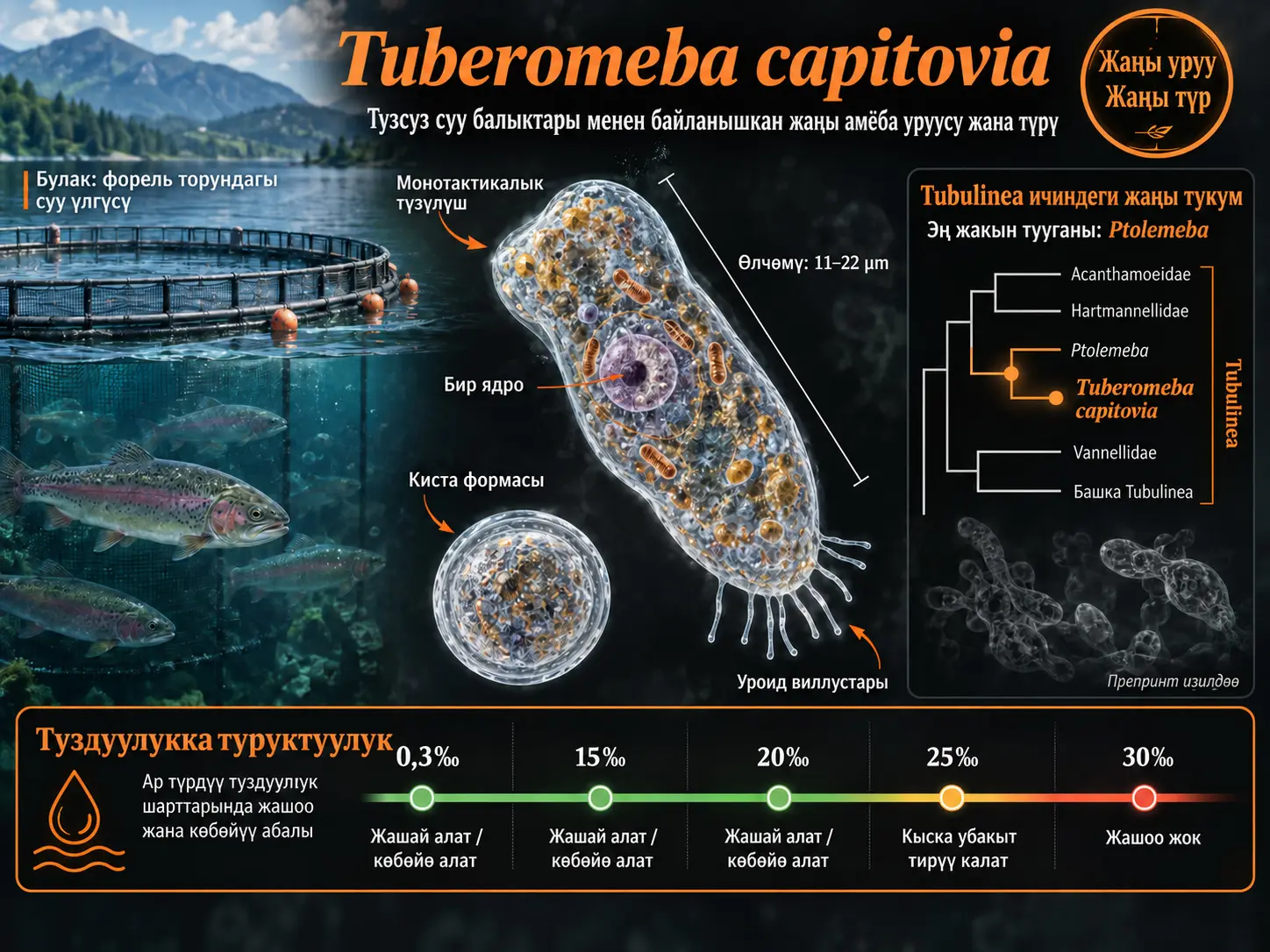 Тузсуз Суу Балыктары менен Байланышкан Жаңы Amoebozoa Тукуму: Tuberomeba capitovia жана Tuberomeba Уруусунун Сүрөттөлүшү
