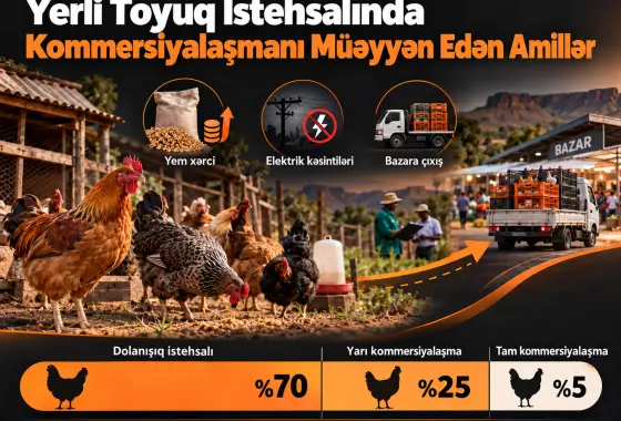 Cənubi Afrikada Yerli Toyuq İstehsalının Kommersiyalaşmasını Müəyyən Edən Amillər: COVID-19-dan Sonra Yeni Nəticələr