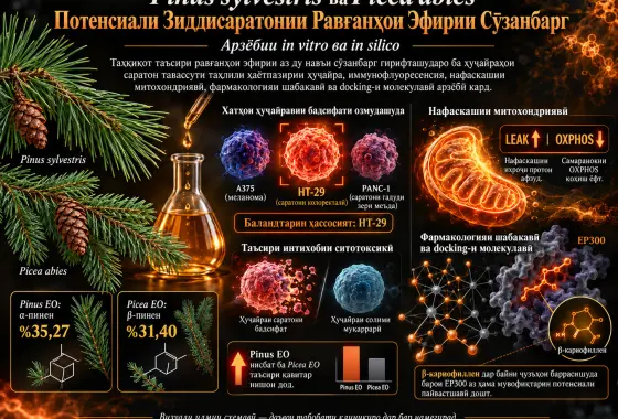 Арзёбии In Vitro ва In Silico-и Потенсиали Зиддисаратонии Равғанҳои Эфирӣ аз Сӯзанбаргҳои Pinus sylvestris ва Picea abies