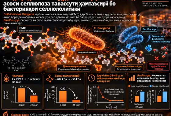 Биодеградатсияи маҳдуди полимерҳои обҳалшавандаи асоси селлюлоза тавассути ҳамтаъсирӣ бо бактерияҳои селлюлолитикӣ