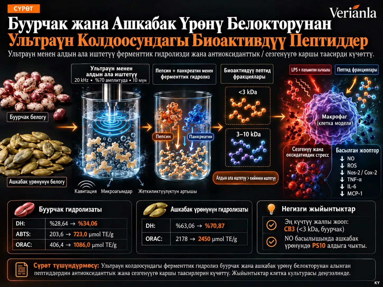 Буурчак жана Ашкабак Үрөнү Белокторунан Ультраүн Колдоосундагы Ферменттик Гидролизаттар: Антиоксиданттык жана Сезгенүүгө Каршы Касиеттер