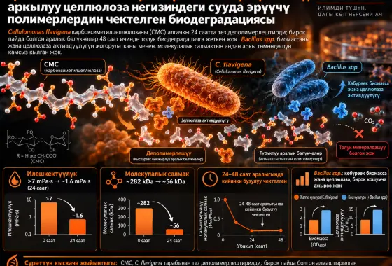 Целлюлолиттик бактериялар менен өз ара аракеттенүү аркылуу целлюлоза негизиндеги сууда эрүүчү полимерлердин чектелген биодеградациясы