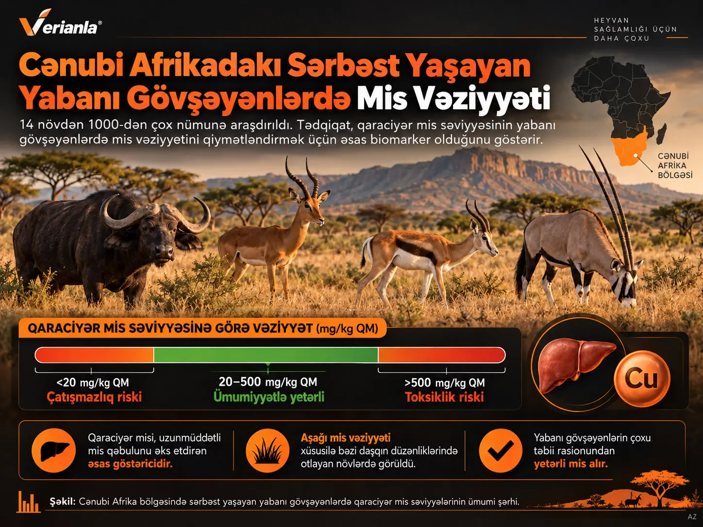 Cənubi Afrika Bölgəsində Sərbəst Yaşayan Yabanı Gövşəyənlərin Mis Qidalanma Vəziyyəti