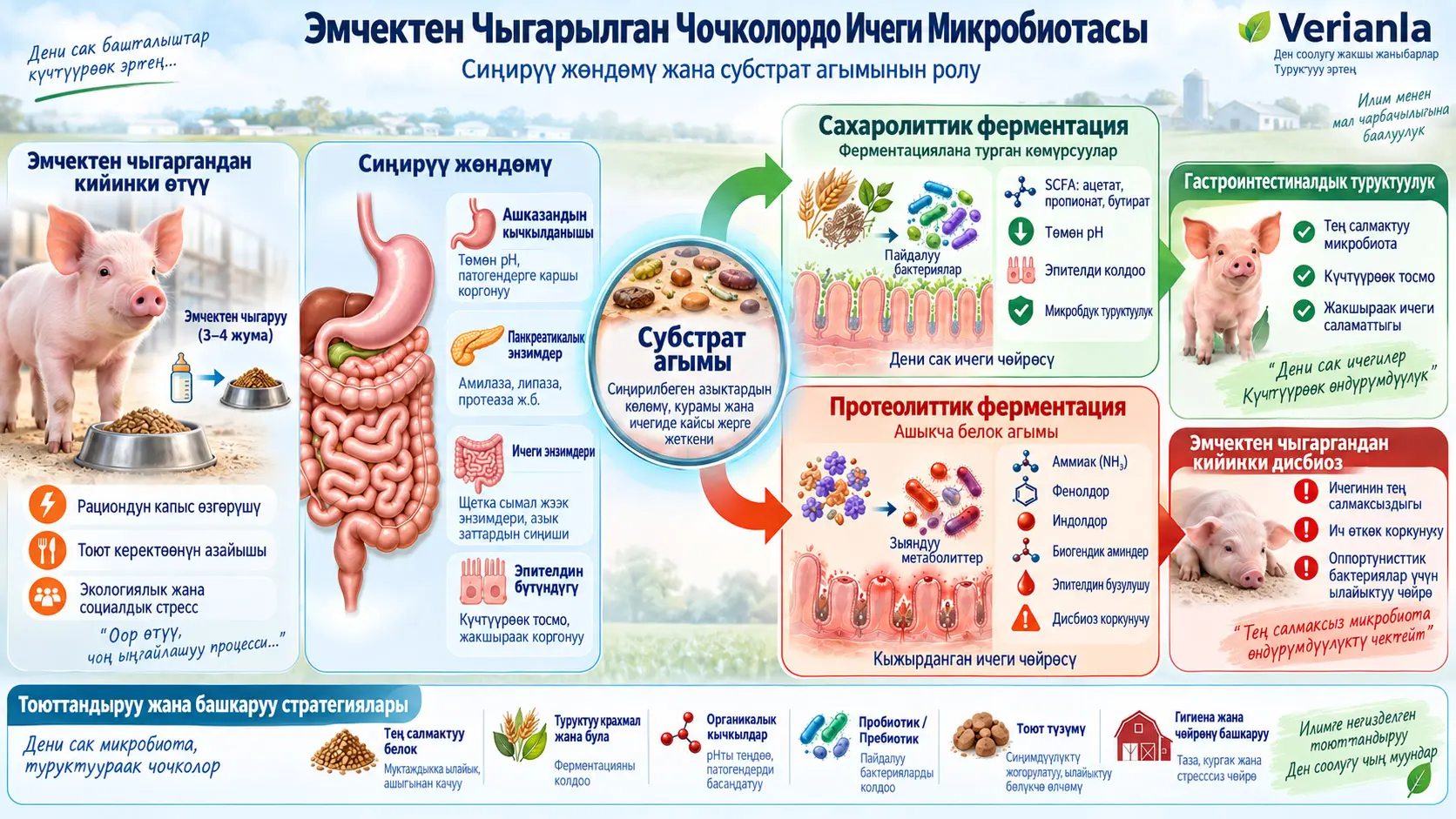 Эмчектен Чыгарылган Чочколордо Ичеги Микробиотасын Жөнгө Салуу: Сиңирүү Жөндөмү жана Субстрат Агымынын Ролу