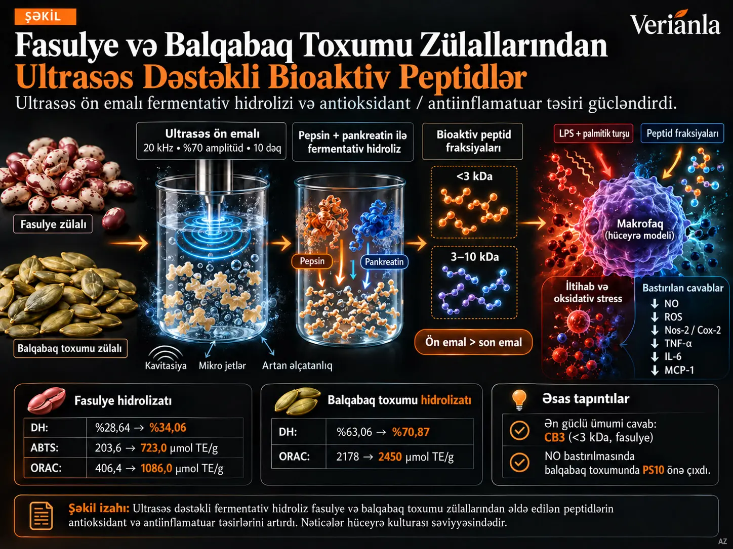 Fasulye və Balqabaq Toxumu Zülallarından Ultrasəs Dəstəkli Fermentativ Hidrolizatlar: Antioksidant və Antiinflamatuar Xüsusiyyətlər
