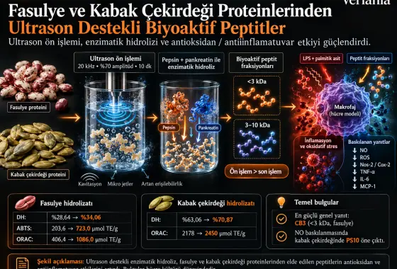 Fasulye ve Kabak Çekirdeği Proteinlerinden Ultrason Destekli Enzimatik Hidrolizatlar: Antioksidan ve Antiinflamatuvar Özellikler