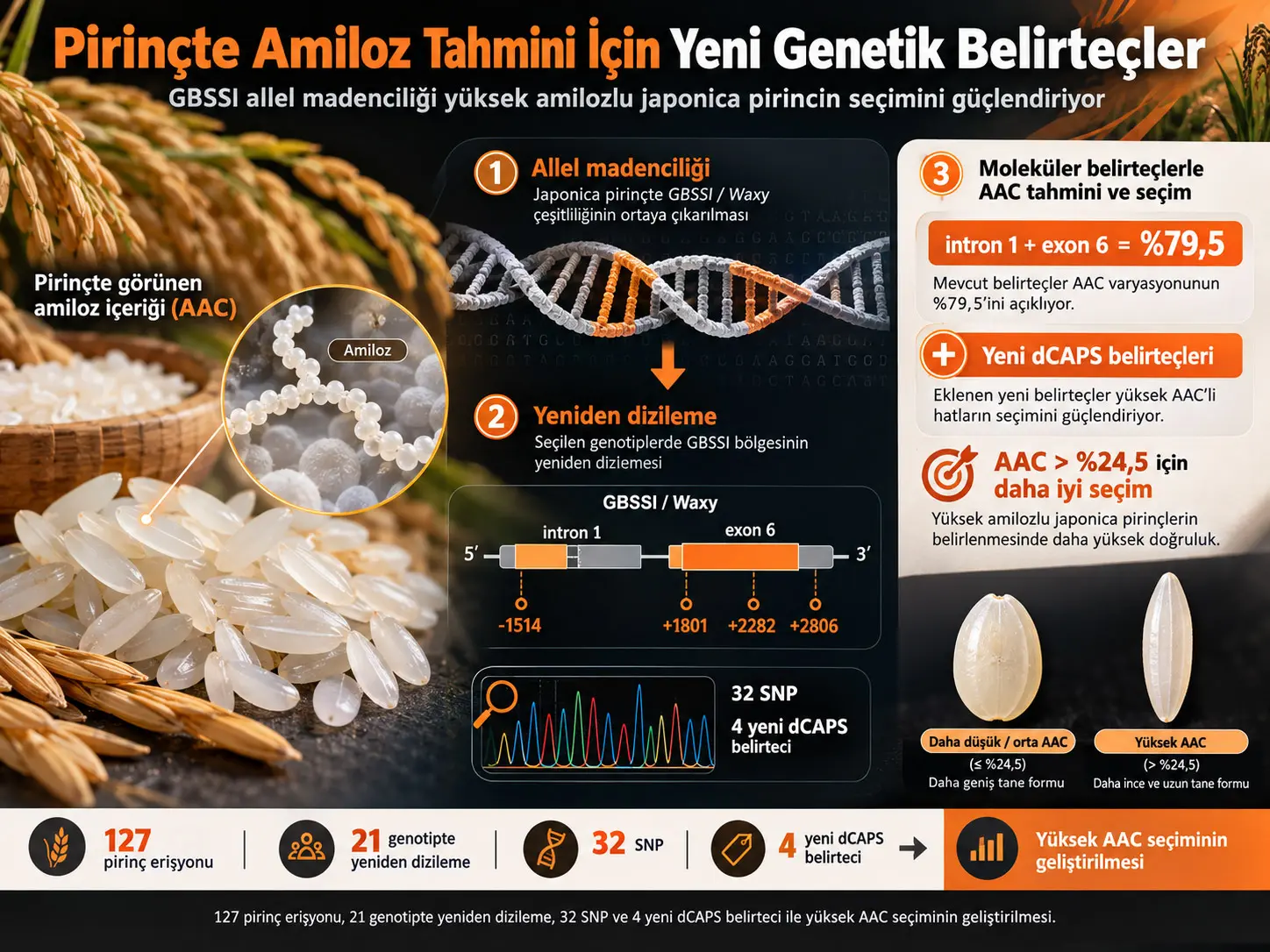 GBSSI Allel Madenciliği ile Japonica Pirincinde Görünen Amiloz İçeriğinin Moleküler Belirteçlerle Tahmininin Geliştirilmesi