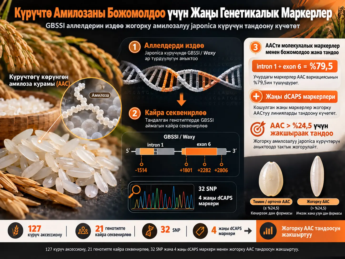 GBSSI Аллелдерин Издөө Аркылы Japonica Күрүчүндөгү Көрүнгөн Амилоза Курамын Молекулалык Маркерлер Менен Божомолдоону Жакшыртуу