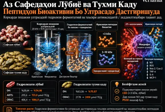 Гидролизатҳои Ферментативии Бо Ултрасадо Дастгиришуда Аз Сафедаҳои Лӯбиё ва Тухми Каду: Хусусиятҳои Антиоксидантӣ ва Зиддиилтиҳобӣ