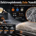 Glasiyal Asetik Asit Çözeltilerinden Elektrospinlenmiş Zein Nanoliflerinin Oluşumu ve Özellikleri: Proses Değişkenleri ve Yüzey Aktif Maddelerin Etkileri